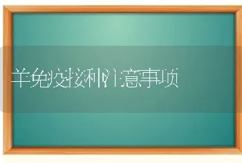 羊免疫接种注意事项