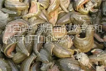 江西蚂蝗满月苗的成活率和水质和开口食物吗?