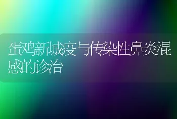 蛋鸡新城疫与传染性鼻炎混感的诊治