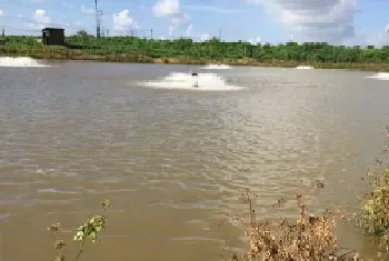 尖吻鲈黑身游水死鱼的处理方法分享