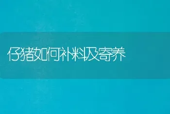 仔猪如何补料及寄养