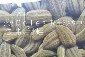 澳洲Coles超市沙拉中吃出粘舌水蛭