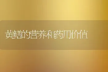 黄鳝的营养和药用价值