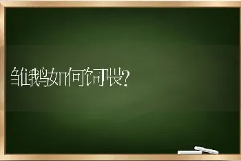 雏鹅如何饲喂?