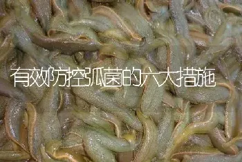 有效防控弧菌的六大措施