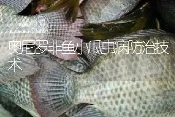 奥尼罗非鱼小瓜虫病防治技术