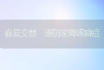 春夏交替 谨防家禽啄癖症