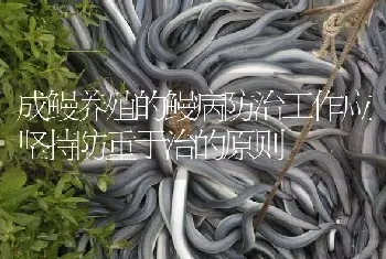 成鳗养殖的鳗病防治工作应坚持防重于治的原则