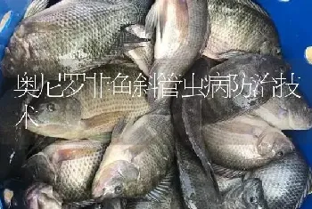 奥尼罗非鱼斜管虫病防治技术