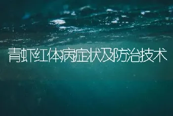 青虾红体病症状及防治技术