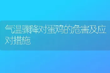 气温骤降对蛋鸡的危害及应对措施