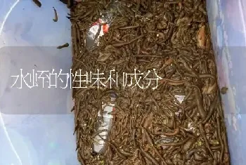 水蛭的性味和成分