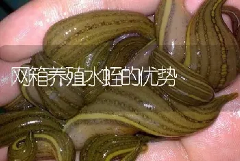 网箱养殖水蛭的优势