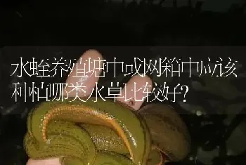 水蛭养殖塘中或网箱中应该种植哪类水草比较好?