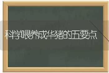 科学喂养成华猪的五要点