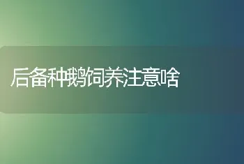 后备种鹅饲养注意啥