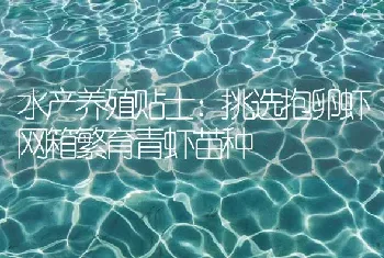 水产养殖贴士：挑选抱卵虾网箱繁育青虾苗种