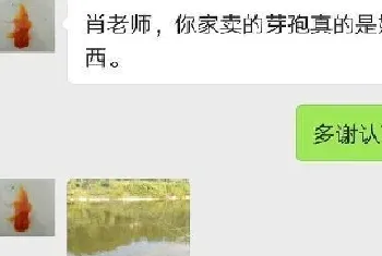 养草鱼既要长得快,还不怕饲料蛋白高的管理方法