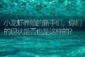 小龙虾养殖的新手们,你们的现状是否也是这样的?