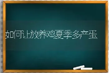 如何让放养鸡夏季多产蛋