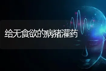 给无食欲的病猪灌药