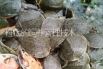 稚鳖的饲养管理技术