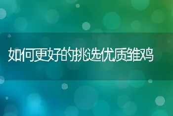 如何更好的挑选优质雏鸡