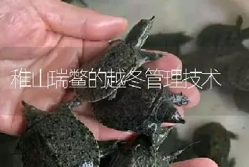 稚山瑞鳖的越冬管理技术