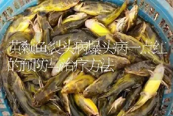 黄颡鱼裂头病爆头病一点红的预防与治疗方法