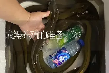 成鳗养殖的准备工作