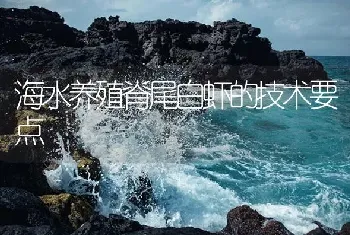 海水养殖脊尾白虾的技术要点