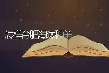 怎样育肥淘汰种羊