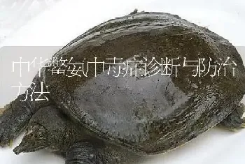 中华鳖氨中毒症诊断与防治方法