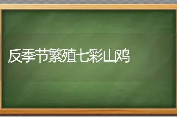 反季节繁殖七彩山鸡