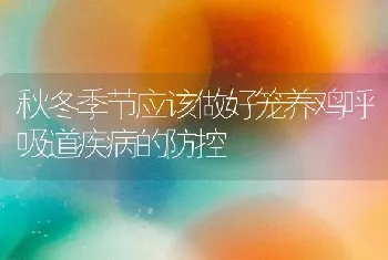 秋冬季节应该做好笼养鸡呼吸道疾病的防控