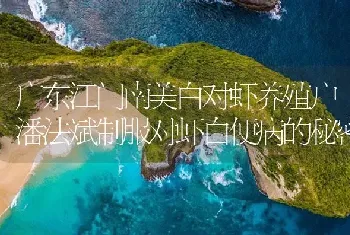 广东江门南美白对虾养殖户潘法斌制服对虾白便病的秘密