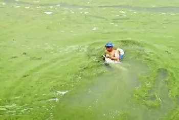 水产养殖水体中的主要环境生物