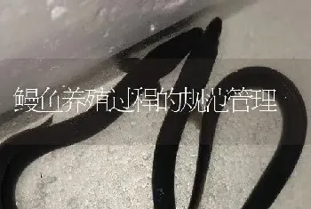 鳗鱼养殖过程的规范管理