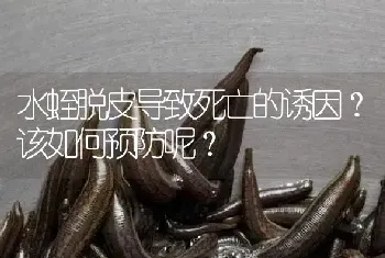 水蛭脱皮导致死亡的诱因?该如何预防呢?