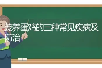 笼养蛋鸡的三种常见疾病及防治