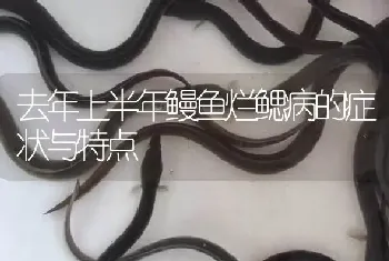 去年上半年鳗鱼烂鳃病的症状与特点