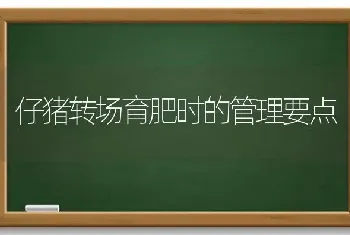 仔猪转场育肥时的管理要点