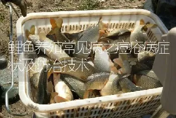 鲤鱼养殖常见病之痘疮病症状及防治技术