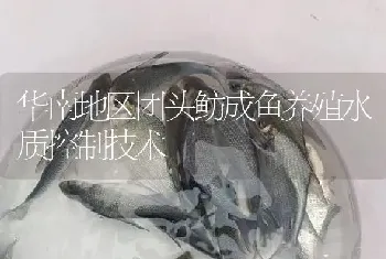 华南地区团头鲂成鱼养殖水质控制技术