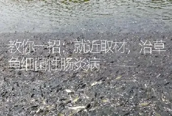 教你一招：就近取材,治草鱼细菌性肠炎病