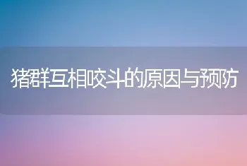 猪群互相咬斗的原因与预防