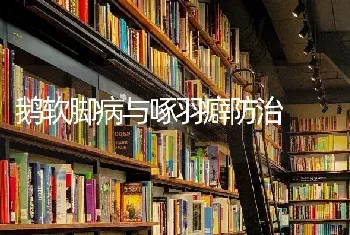 鹅软脚病与啄羽癖防治