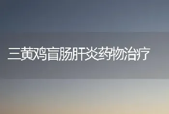 三黄鸡盲肠肝炎药物治疗