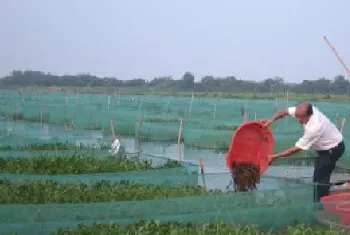 湖南地区草鱼肝胆综合症治疗案例