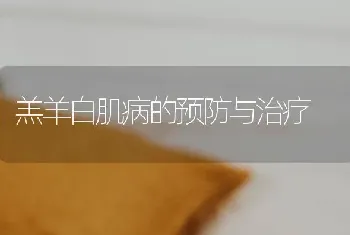 羔羊白肌病的预防与治疗